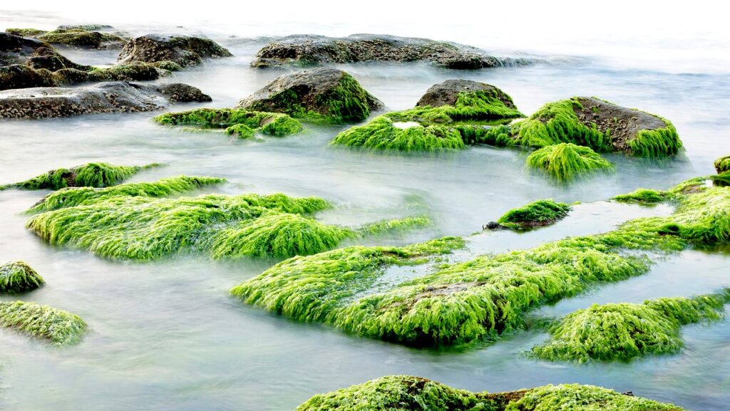 Seaweeds- the marine algae vegetables