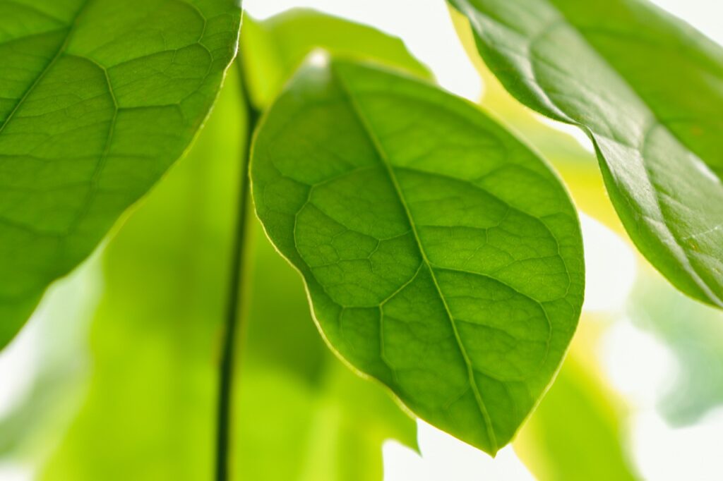 Fresh green Avocado leaves