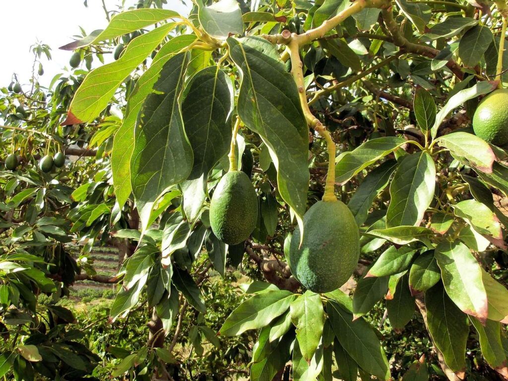 Avocado tree with leaves and fruits