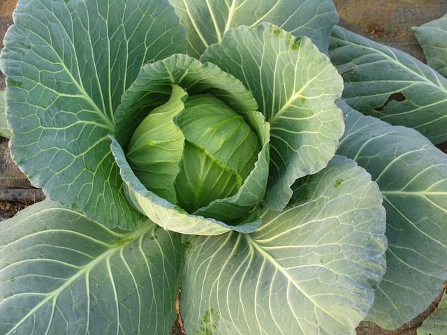 Can I eat Cabbage Leaves? 8 Benefits and Value