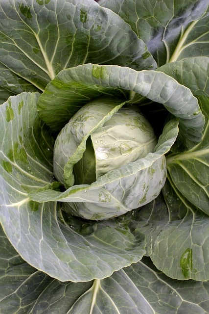 Can I eat Cabbage Leaves? 8 Benefits and Value