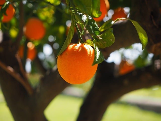 Orange fruit on the Orange tree